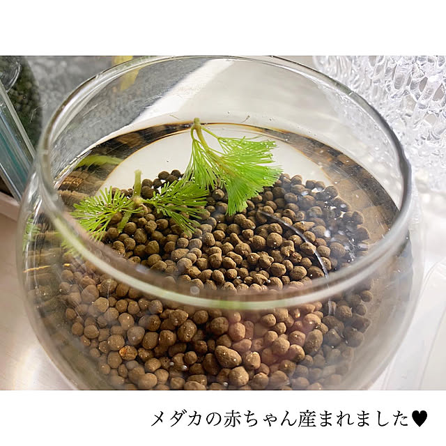 chaluさんの実例写真