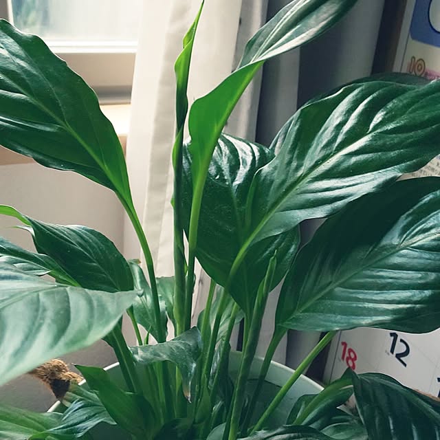 KOHAKUさんの部屋