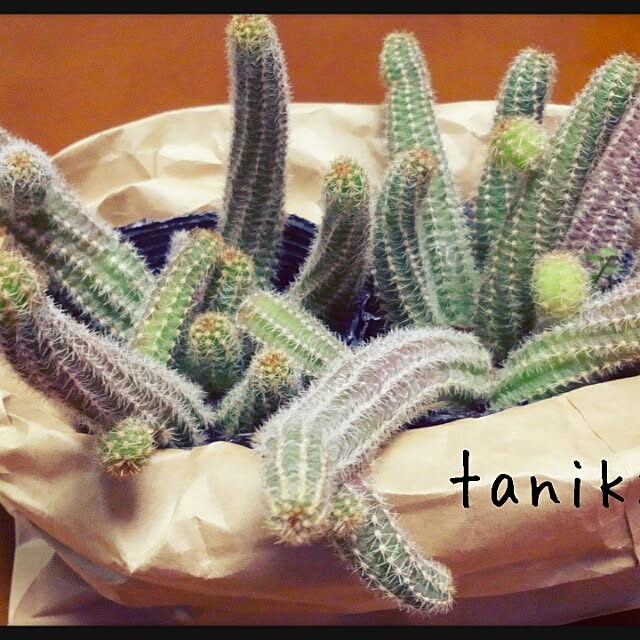 pinkさんの実例写真