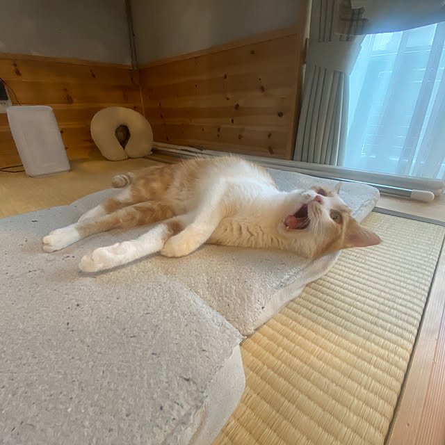 senbei.sakuramochiさんの実例写真