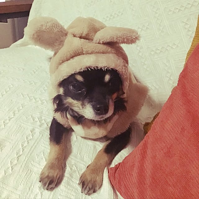 sakuさんの実例写真