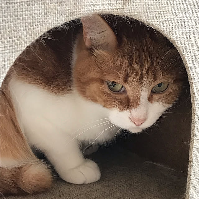 猫/部屋全体のインテリア実例 - 2021-12-13 21:58:07