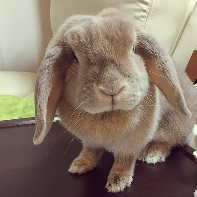 museさんの実例写真