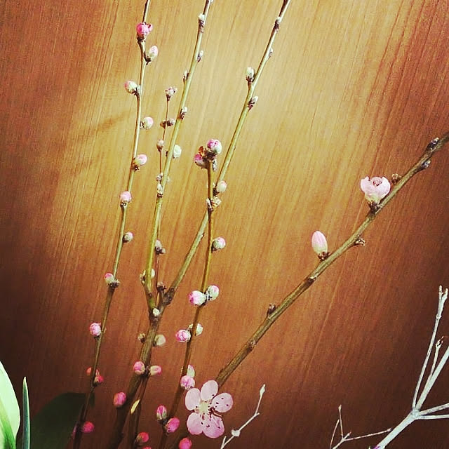 sakuraさんの実例写真