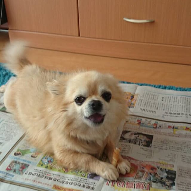 makoさんの実例写真