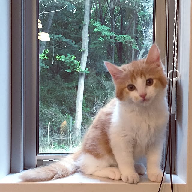 Reiさんの実例写真