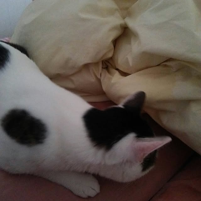 sakuraさんの実例写真