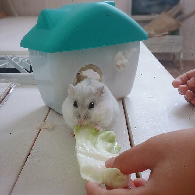 comiriさんの実例写真