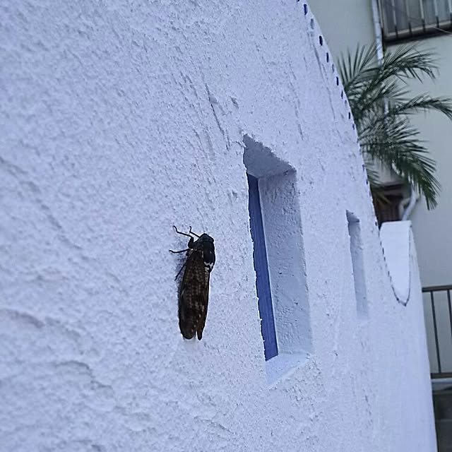 toroさんの実例写真