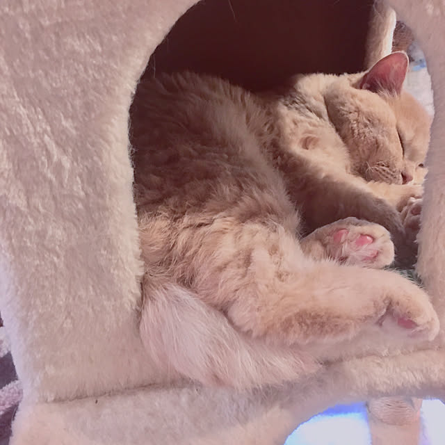 naokoさんの実例写真