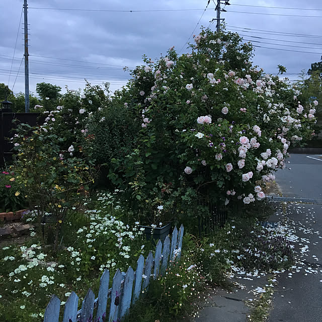 shigimiさんの実例写真