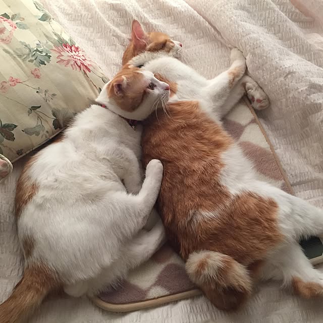 toracoさんの実例写真