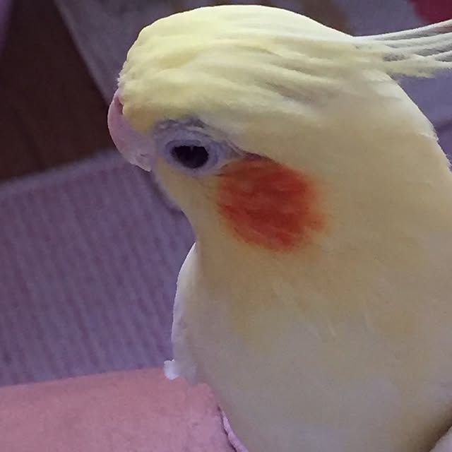 kurochanさんの実例写真