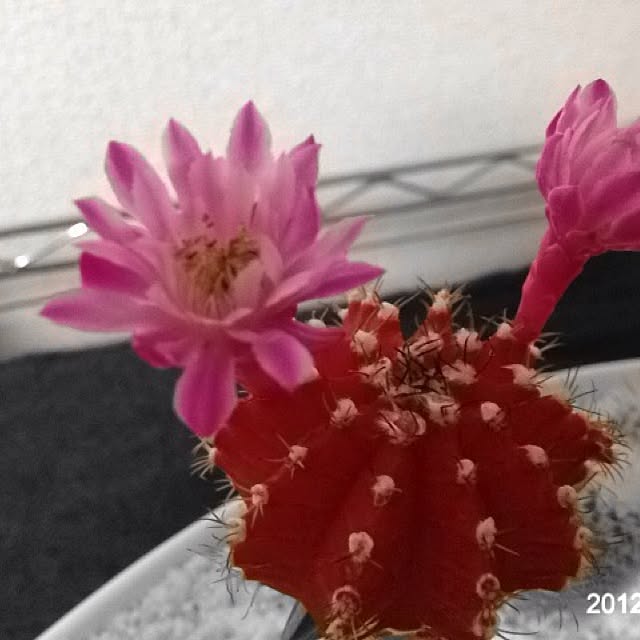 Kaoriさんの実例写真