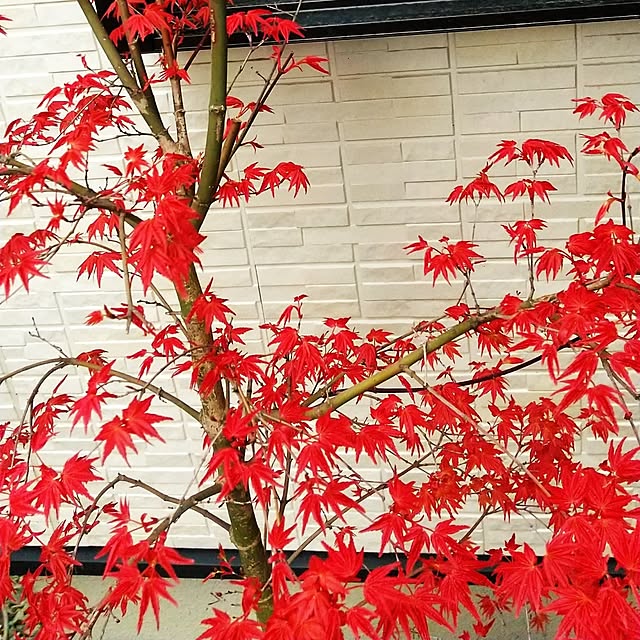 hanano087さんの実例写真