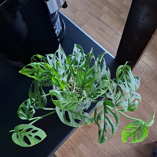 noaさんの部屋