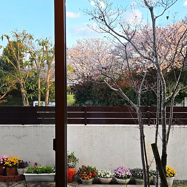 Saranさんの実例写真