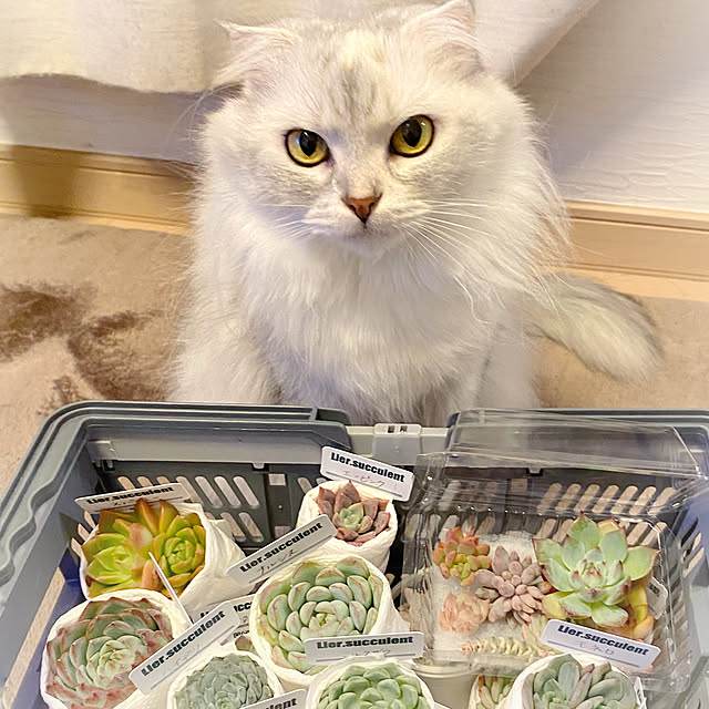 luna.comさんの実例写真