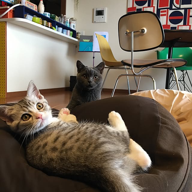 Shojiさんの実例写真