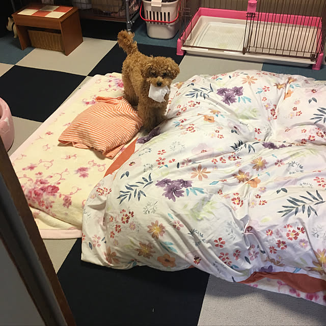 いつもいいねやコメありがとうございます♡/トイプードルと暮らす/カラフルなチェスト/ベルメゾン布団カバー/ニトリの蓋つきゴミ箱...などのインテリア実例 - 2019-03-27 23:19:59
