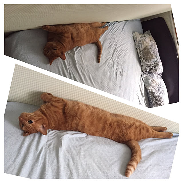 sleptcatさんの実例写真
