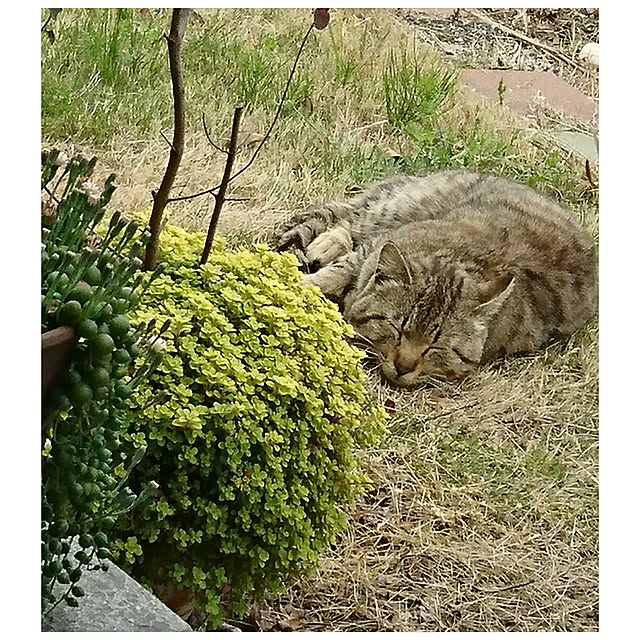 hiroさんの実例写真