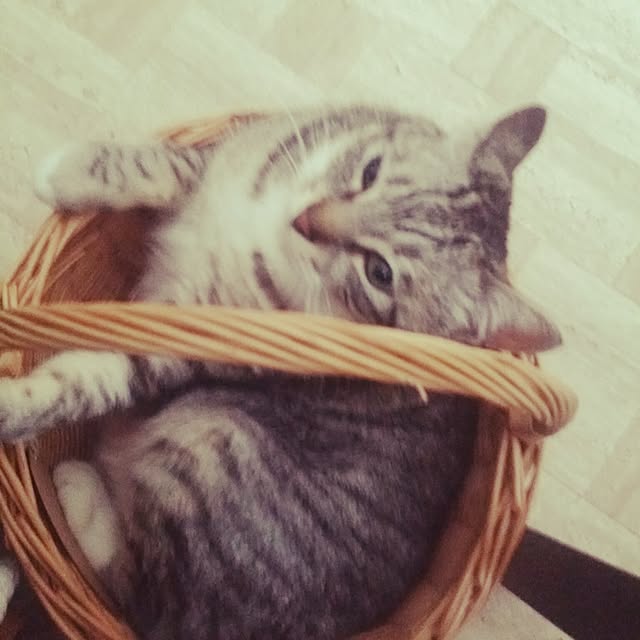 annさんの実例写真