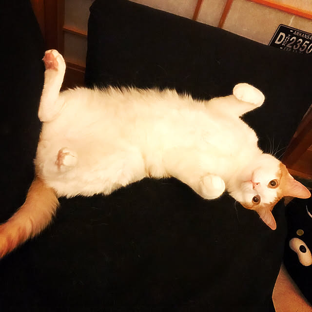 pique.さんの実例写真