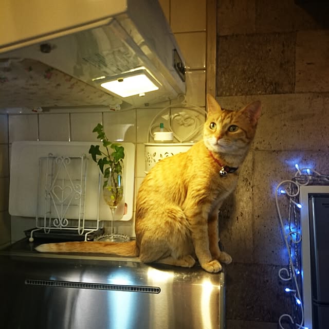 fu-ka24さんの実例写真