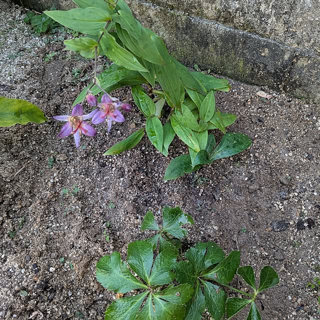 machikomamaさんの部屋