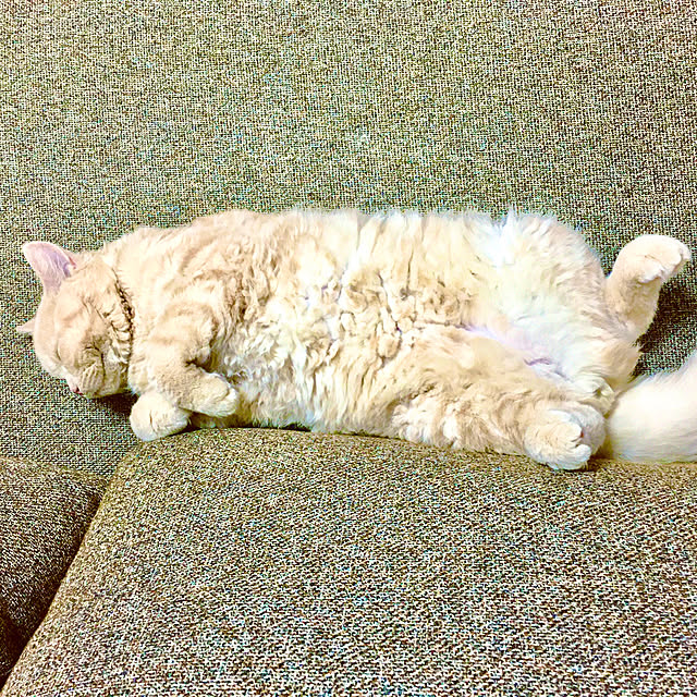 naokoさんの実例写真