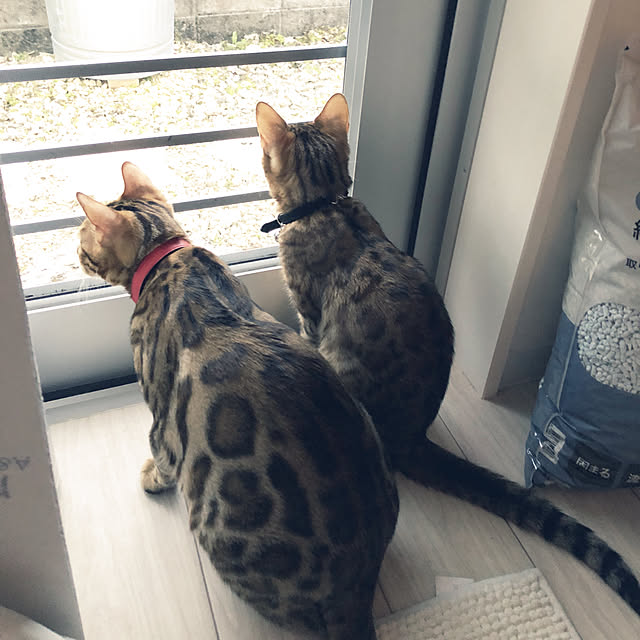 iranさんの実例写真