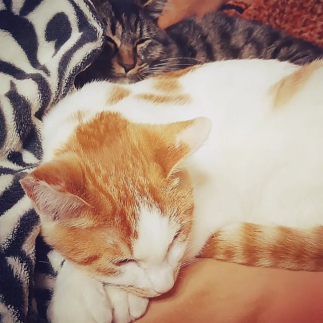 ruantaiさんの部屋