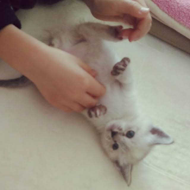 sisimaru1023さんの実例写真