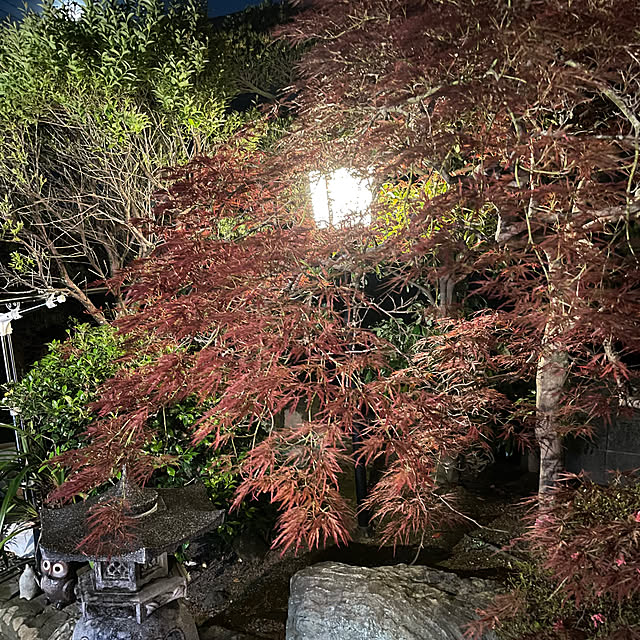 shin0719さんの実例写真