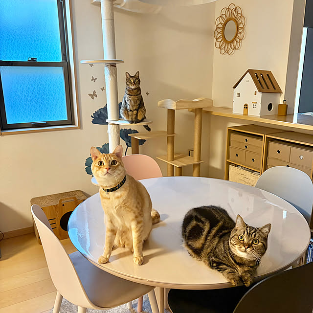 chiiさんの実例写真