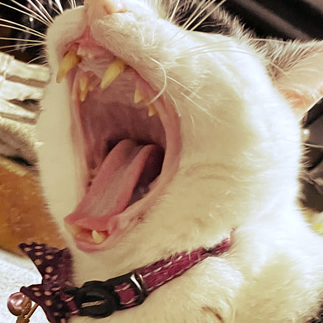 nekosamaさんの部屋