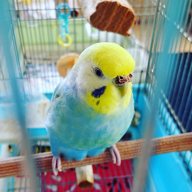 keikopiさんの実例写真
