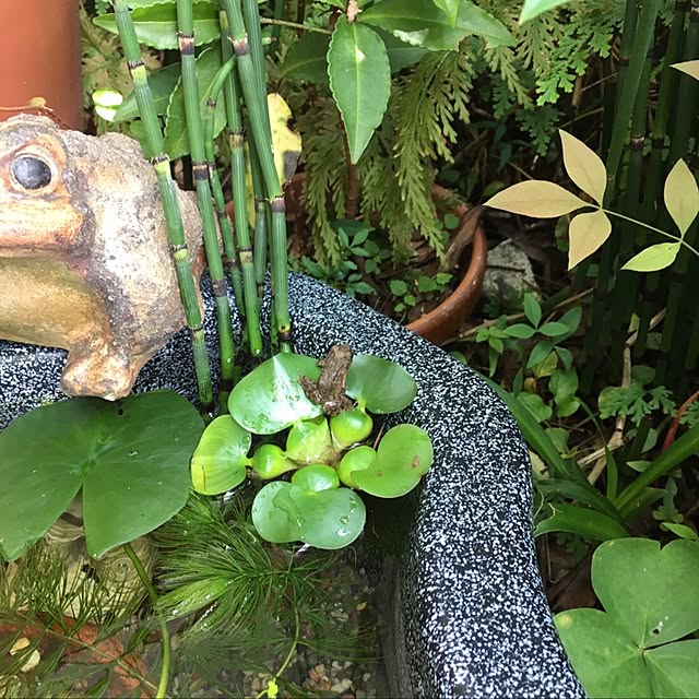 sakuranboさんの実例写真