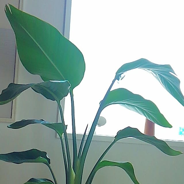 Hanakoさんの実例写真