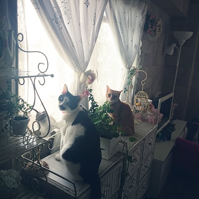 fu-ka24さんの実例写真
