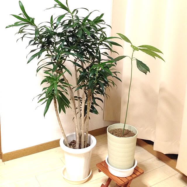 Shiinaさんの実例写真