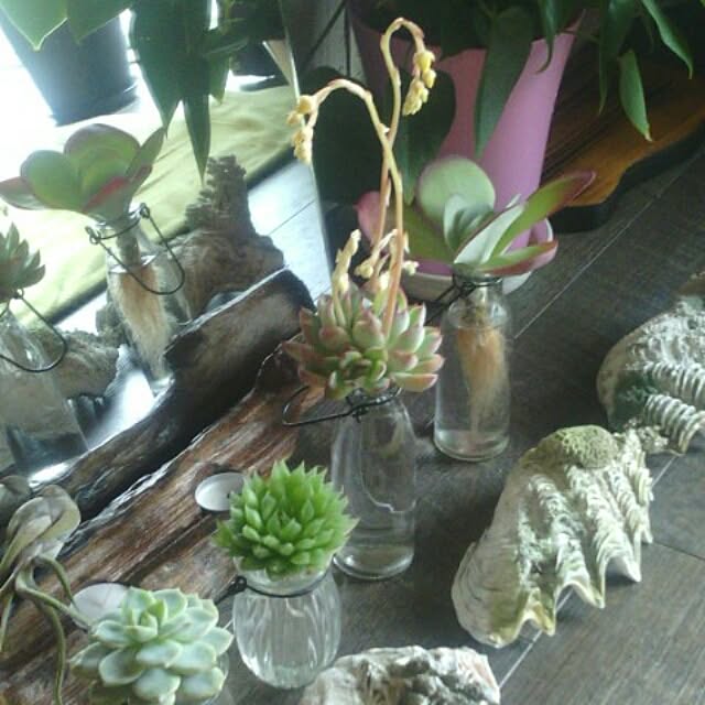 musinosekaiさんの実例写真
