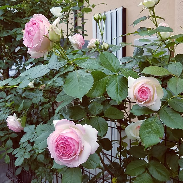saku-naraさんの実例写真