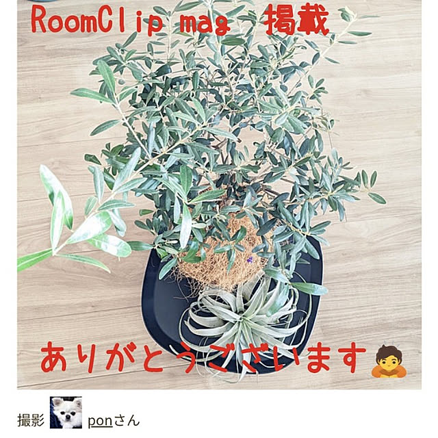 ponさんの実例写真