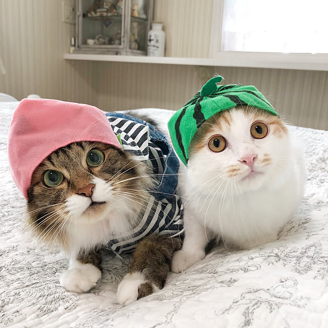 yuchiさんの実例写真