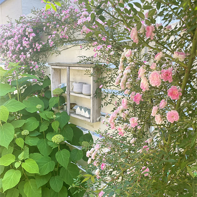 kotoriさんの実例写真