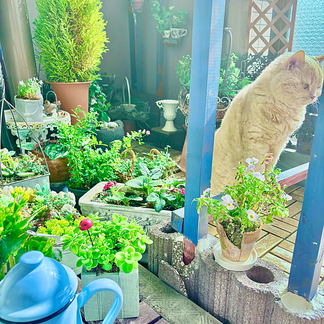 naokoさんの実例写真