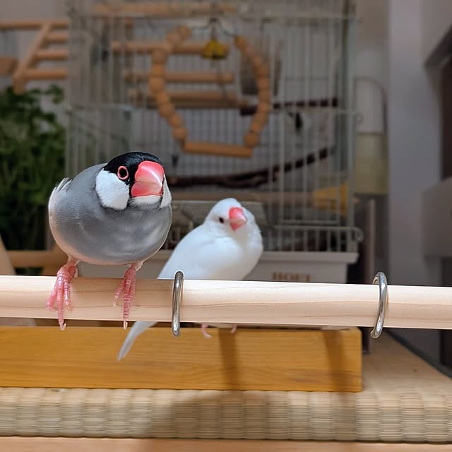 escargotさんの部屋