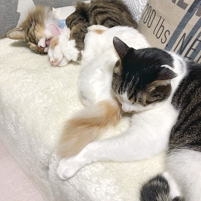 yuchiさんの実例写真